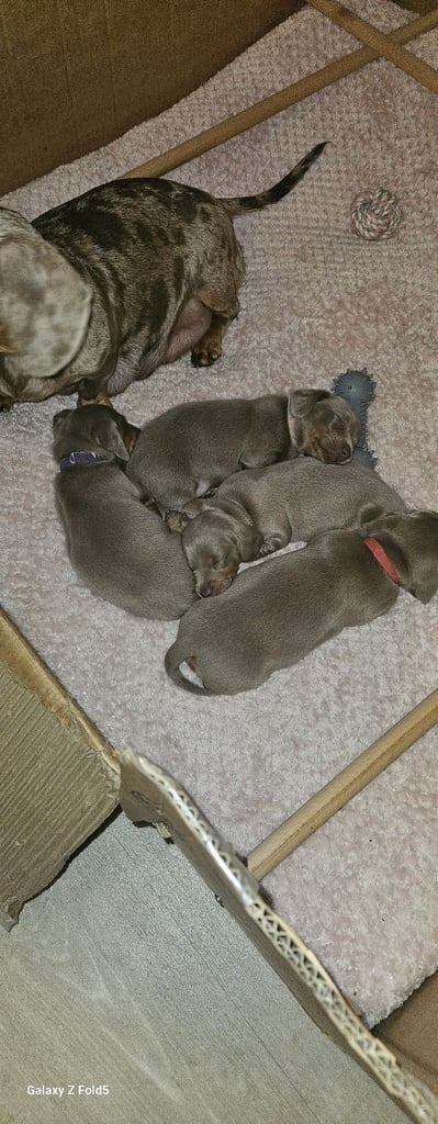 Isabella and tan miniature daschunds - Available now