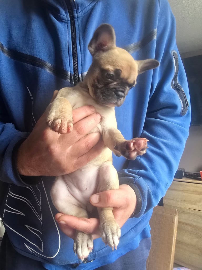 French Bulldog female puppy