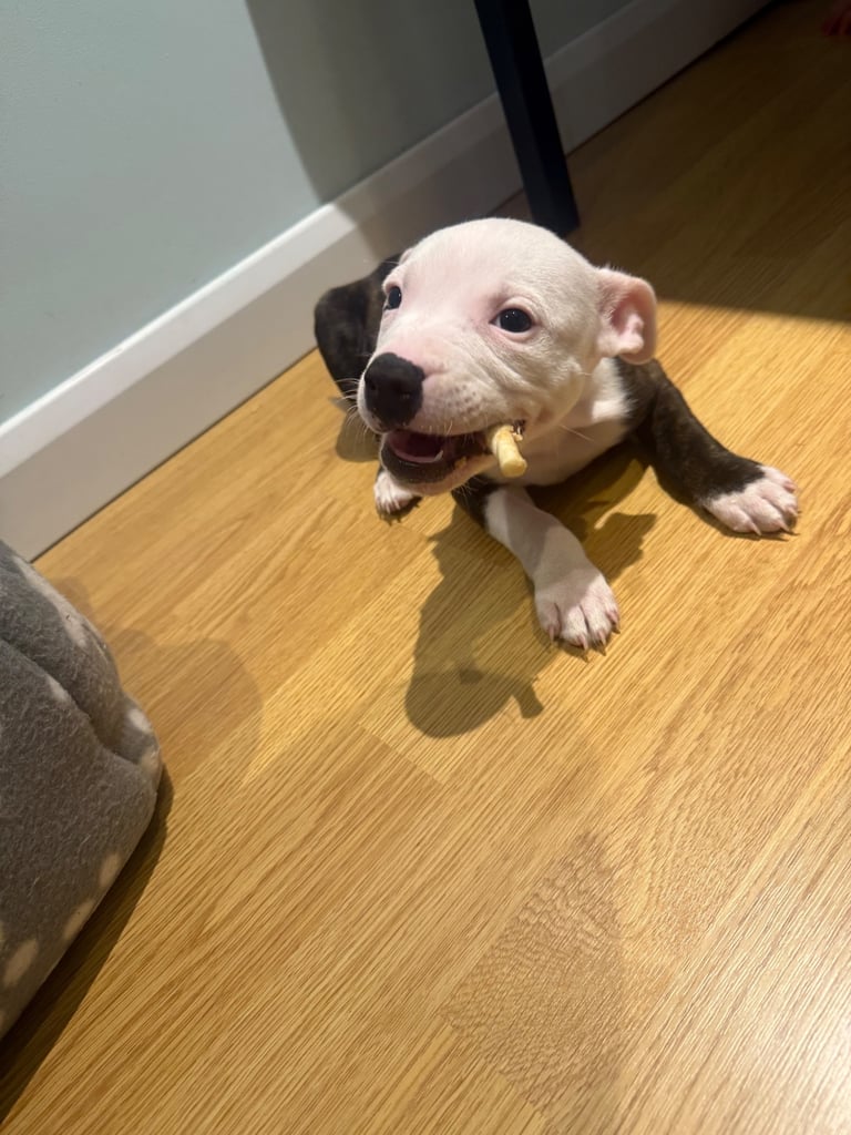 Staffordshire for sale ! 