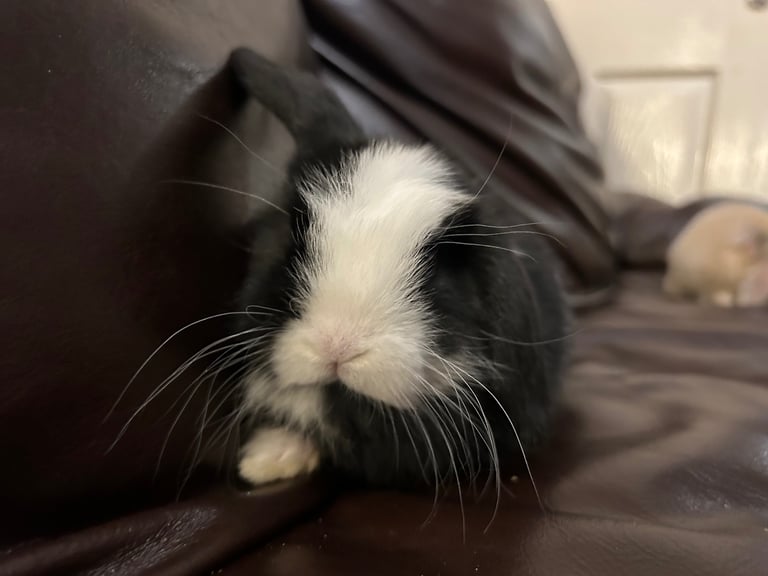 Lovely baby minilop for sale