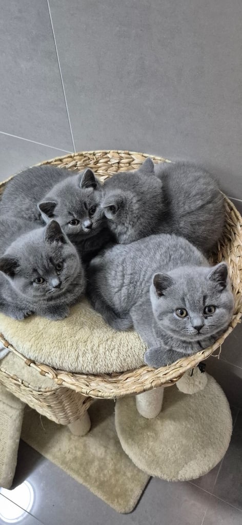 British shorthire kittens 