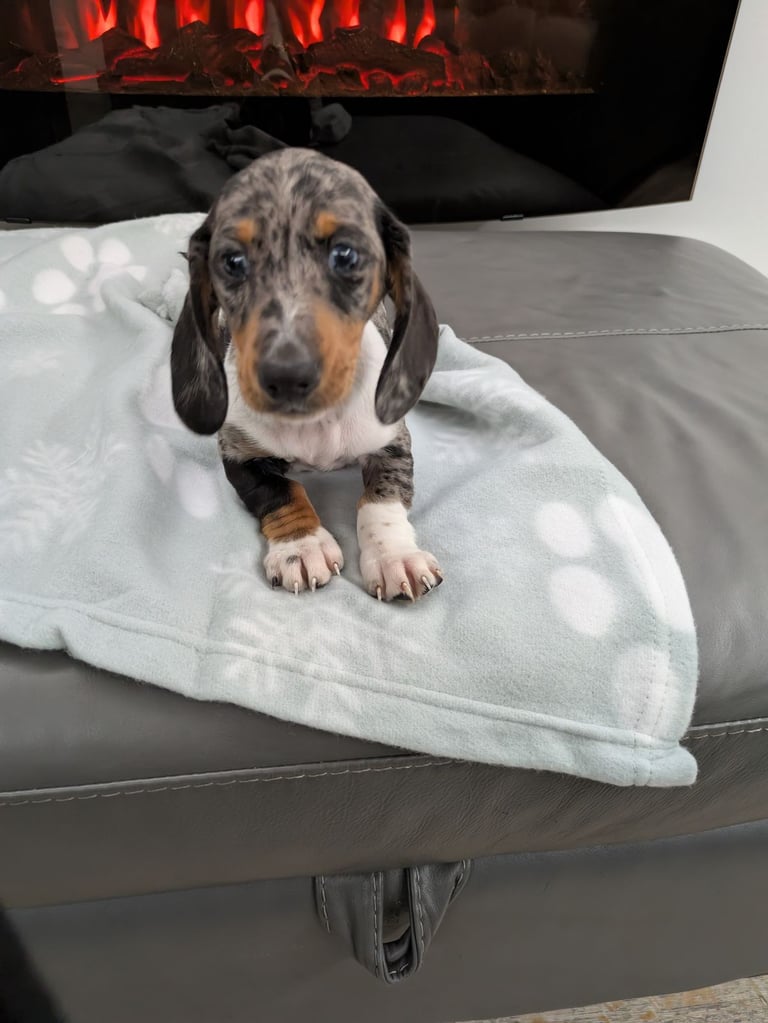 last beautiful PRA clear mini dachshund 
