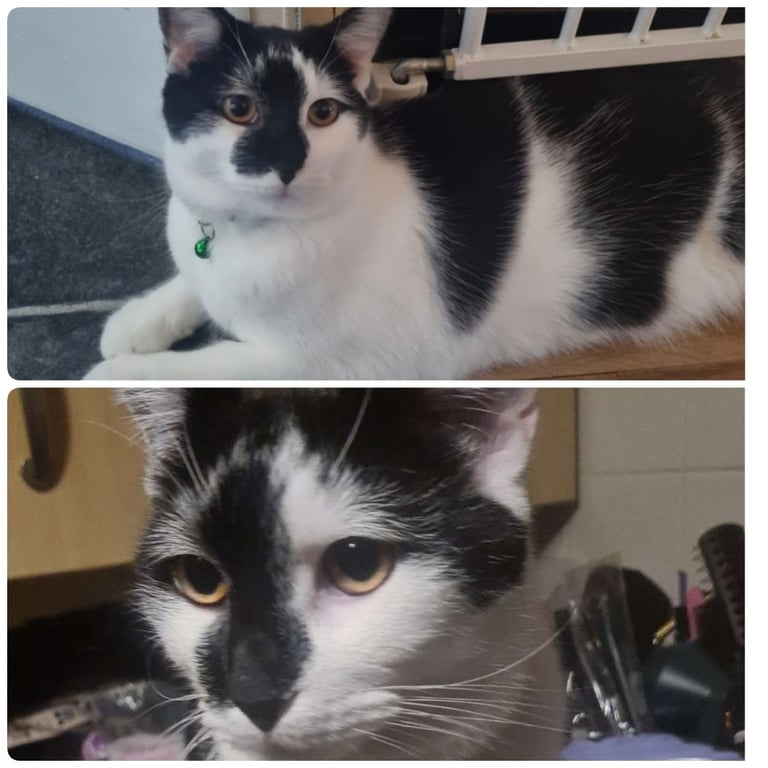 Male Cat ( PENDING )