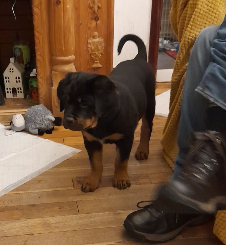  ROTTWEILER PUPS FOR SALE***KC REG***FULLY INJECTED***