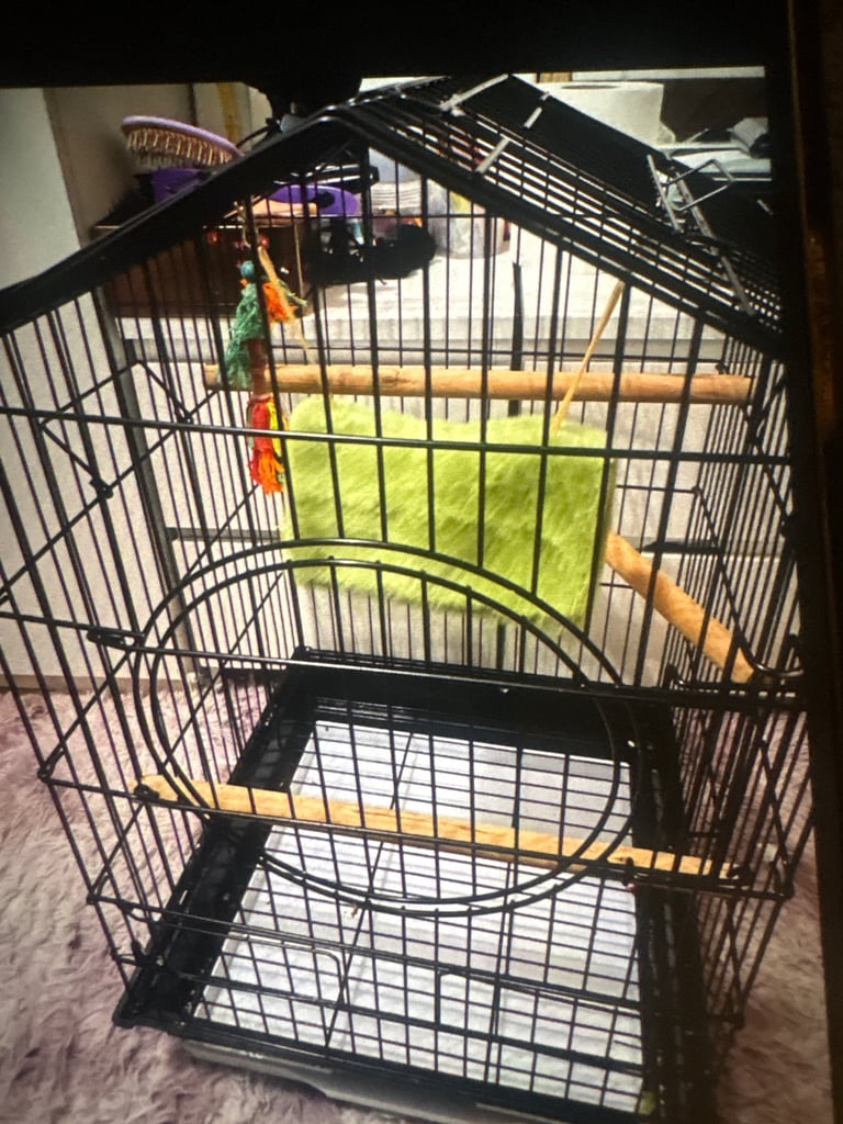 Bird cage 