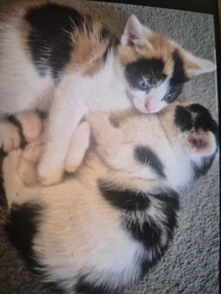 2 kittens and 1 cat for sale