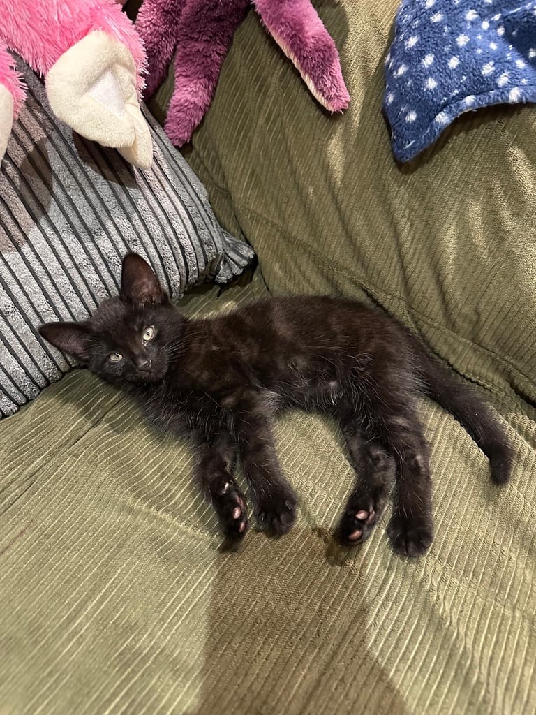 Adorable Black Male Kitten