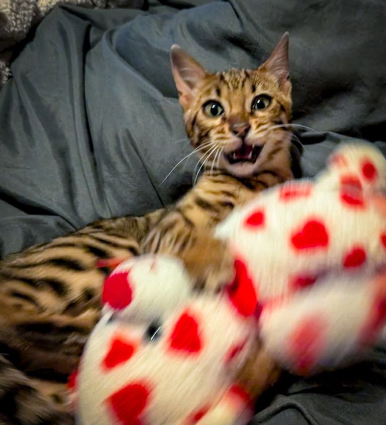 Leash trained Bengal Female looking for home 