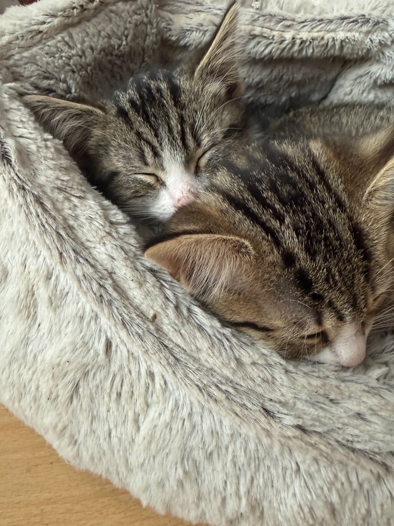 🌸🐾 Two Adorable Kittens Ready for Their Forever Homes! 🐾🌸