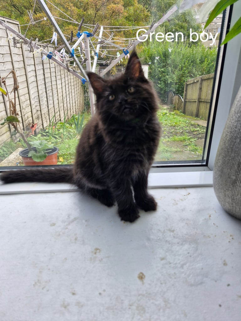 XL Maincoon x Ragdoll kittens