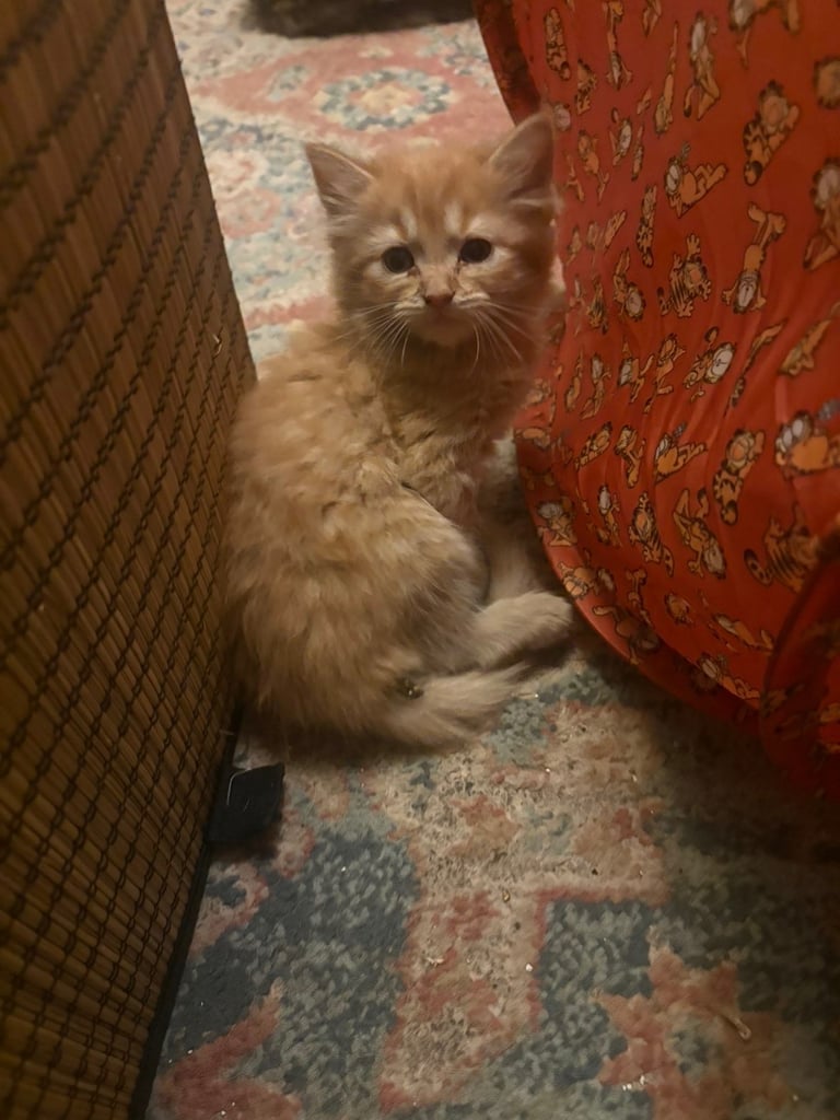 image for 3 Fluffy kittens 