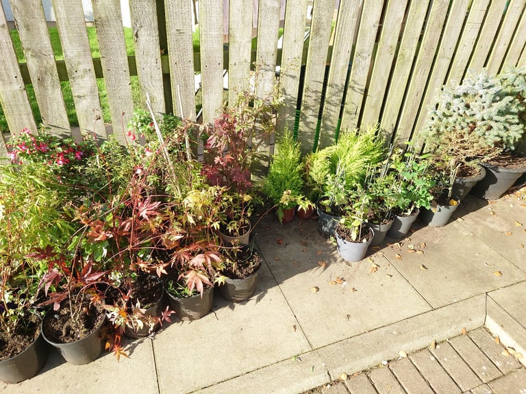 Garden plants shrubs roses conifers 🐰ect