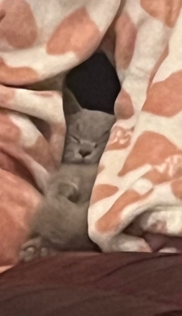 British Shorthair Kitten for Sale (Male)