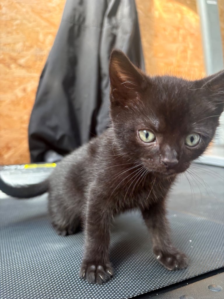 2 kittens for sale