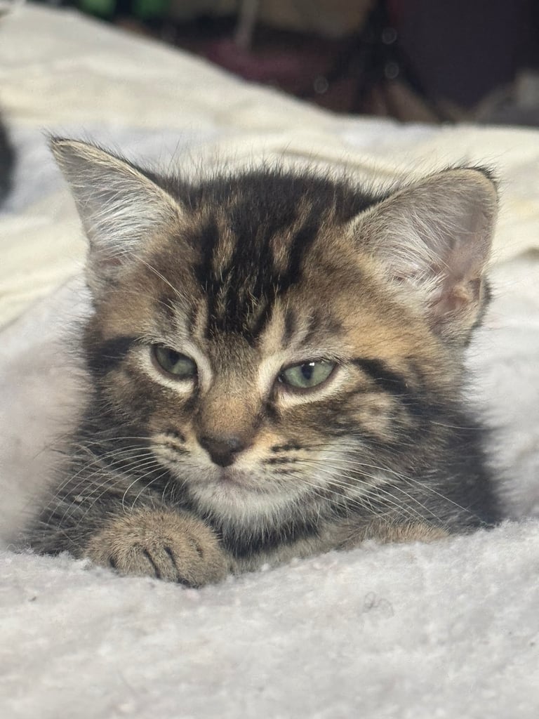 Tortoiseshell Kittens (Boys) Ready for new Homes