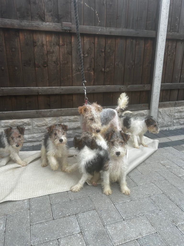 Fox terrier pups 
