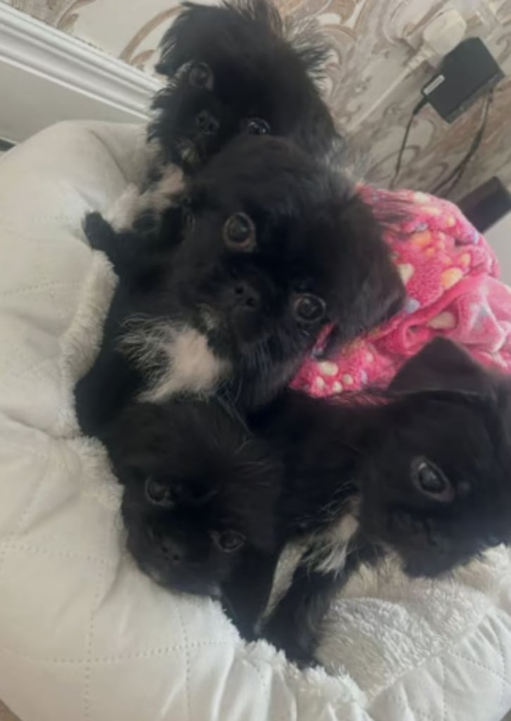Shih tzu cross 