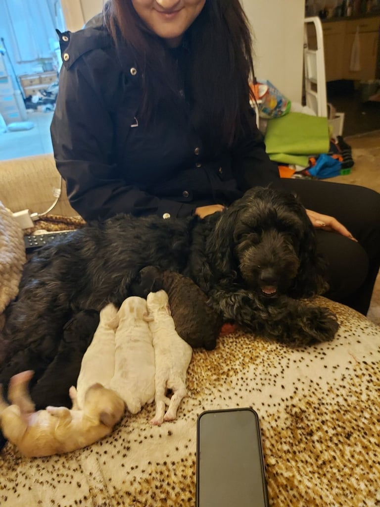 F1b cockerpoo puppies