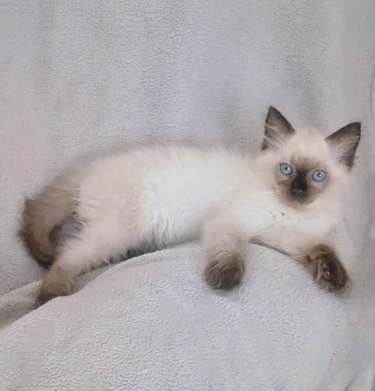 **LAST MALE LEFT** Gorgeous Ragdoll kittens ready to leave. Both parents Pedigrees