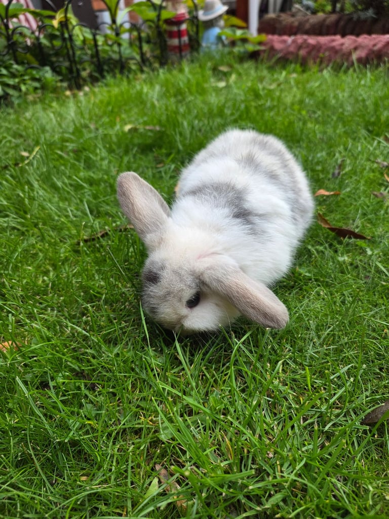 One bunny 