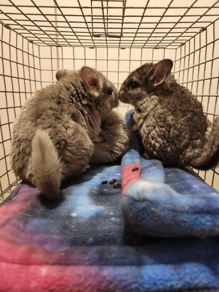 Various chinchillas for sale - 1 left