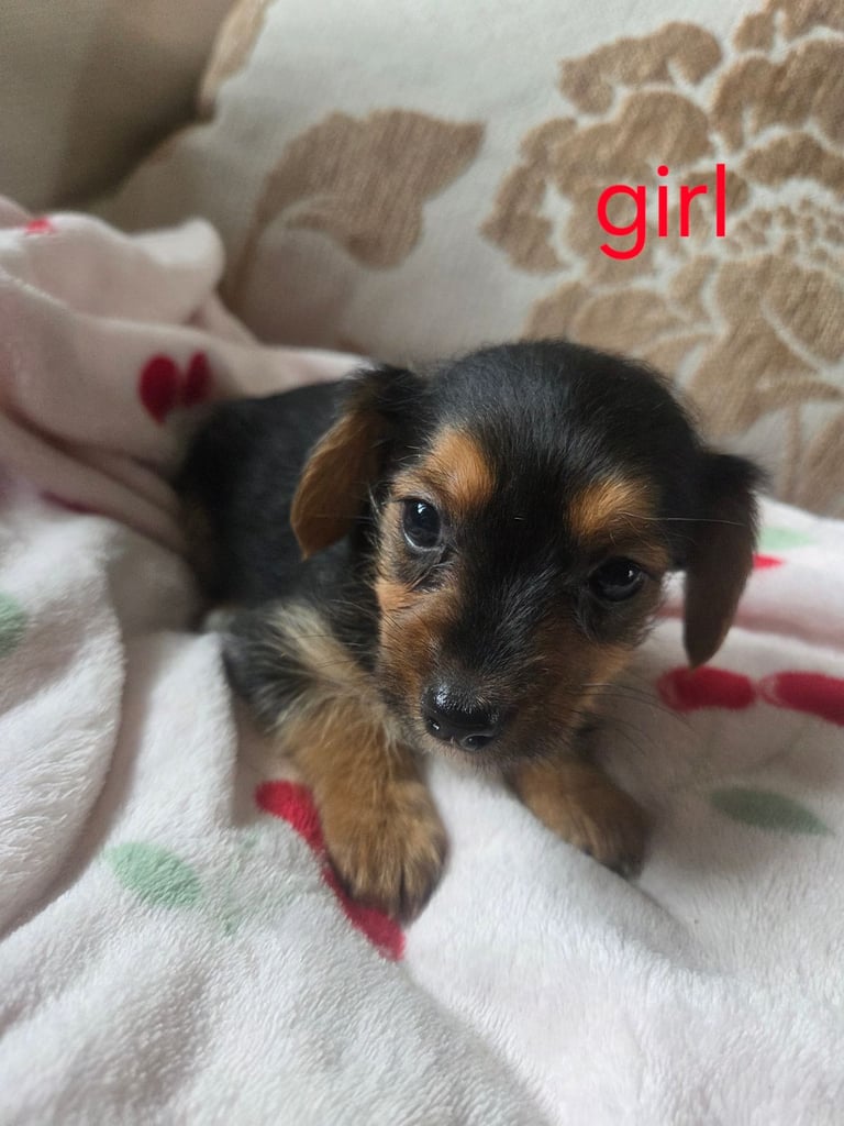Yorkshire terrier x jackrussell 