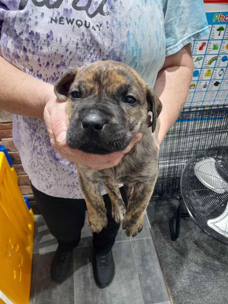 Presa canario puppies