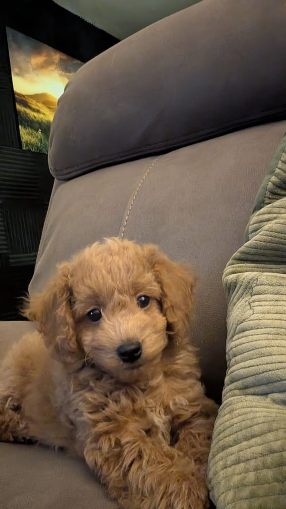 image for Cavapoochon Puppies for Sale