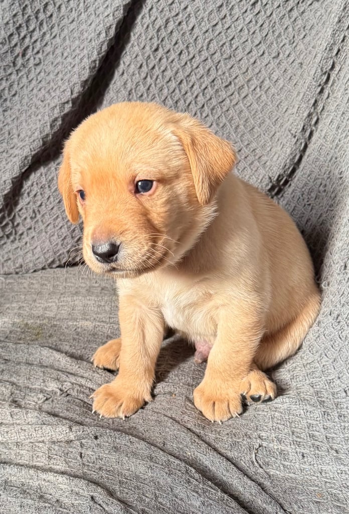 Labrador Pups - 7 Left! 