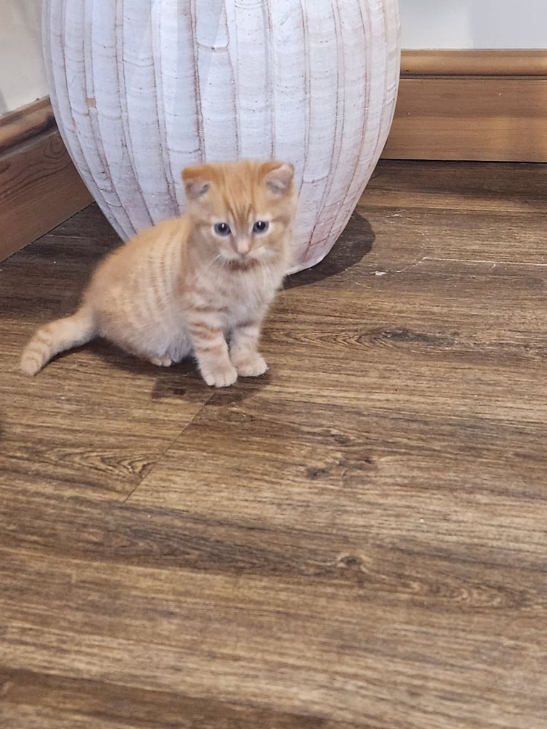 image for Beautiful kittens