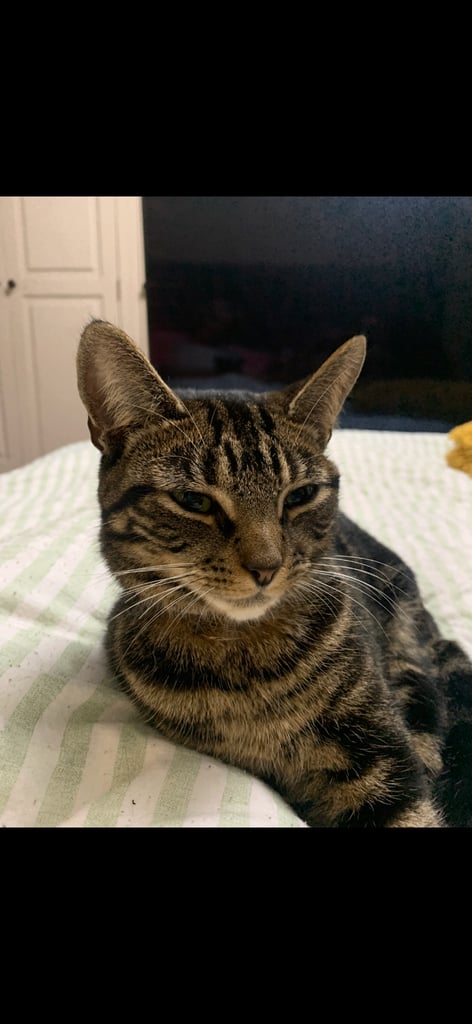 Female 16 month old cat