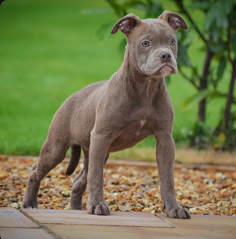 Olde English bulldogs old tyme bulldogs, Bulldogs  