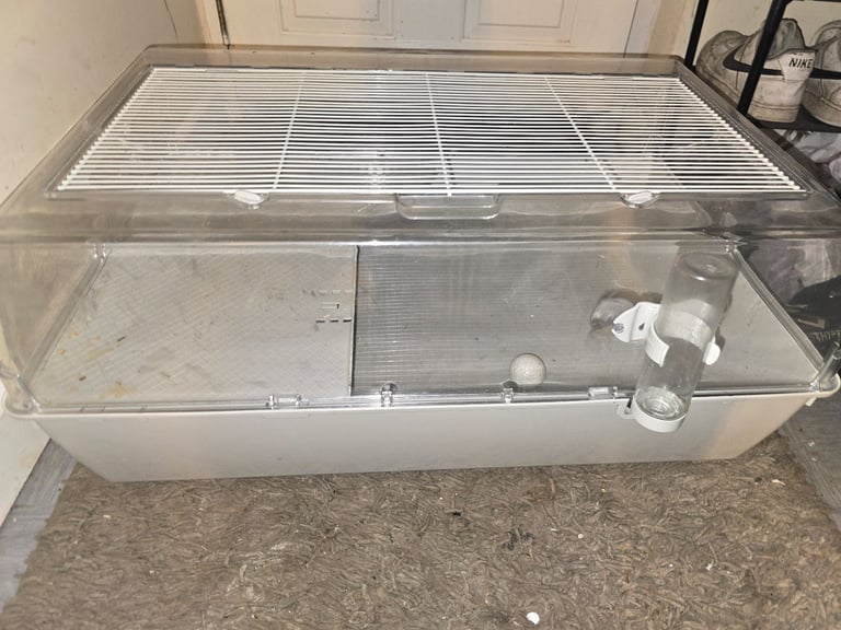 2 rats both female with 2 rat cages