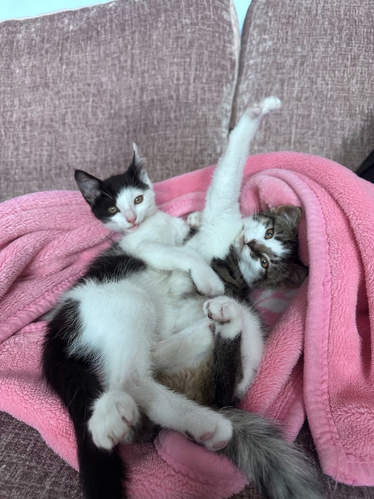 🐾 Adorable Kittens for  Sale🐾