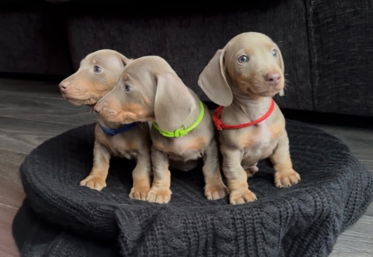 Miniature Dachshund Puppies 