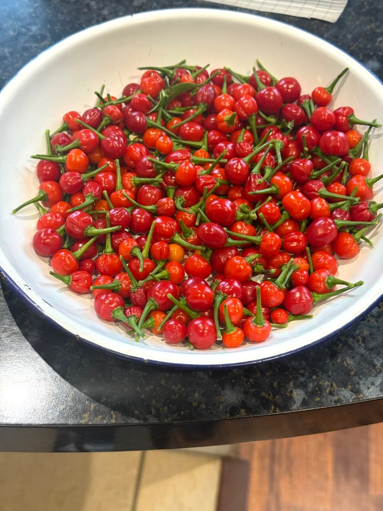🔥 Fresh Hot Wiri Wiri Guyanese Chilli – Home Grown in the UK! 🔥