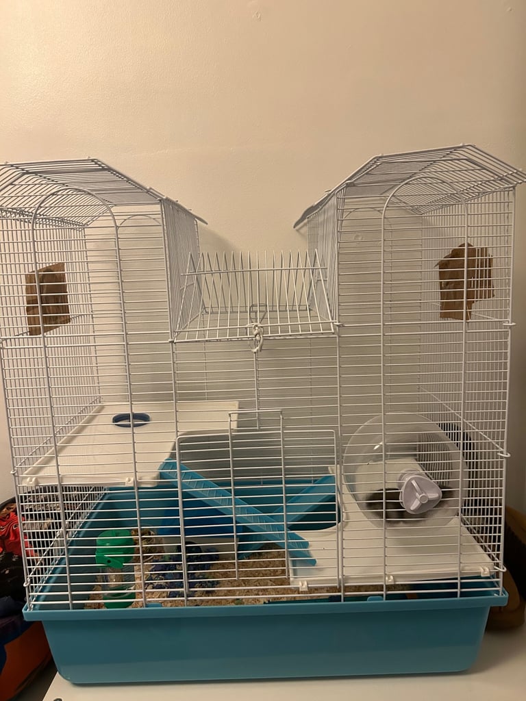 Russian Dwarf Hamster 🐹 4m + Cage & accessories 