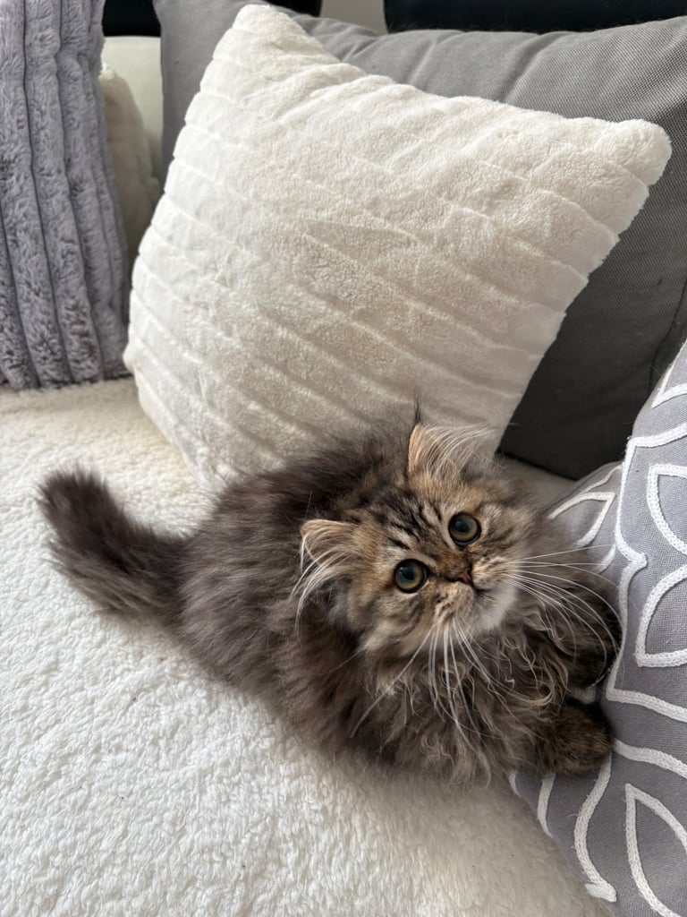 image for Beautiful Persian Kitten