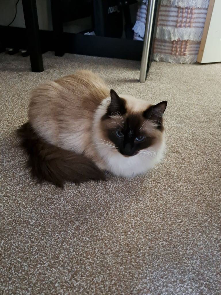 Ragdoll with Full Starter Kit