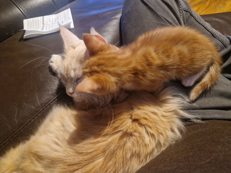 Siberian cross kittens