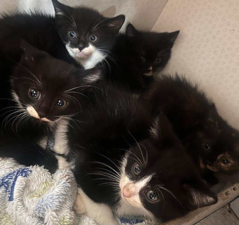 READY TODAY 8 week old kittens. 
