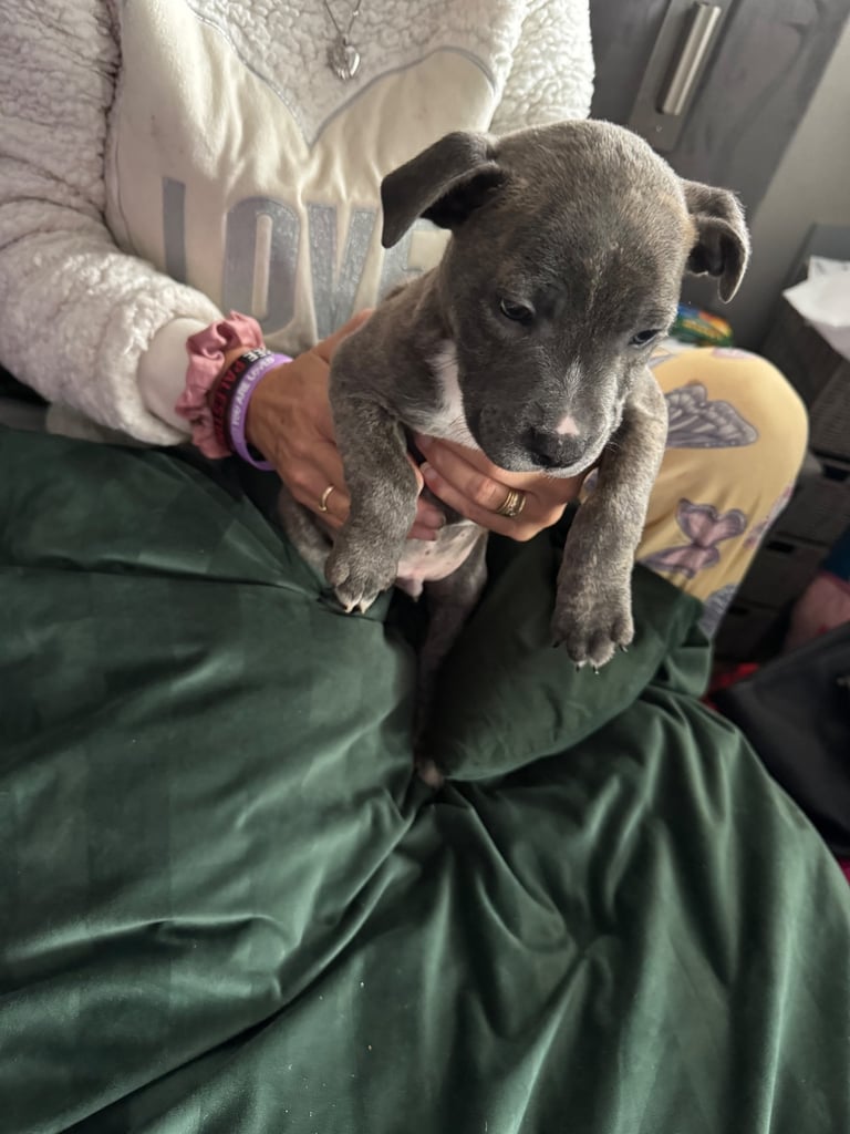 Staff pups 
