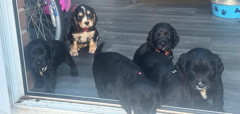 Beautiful cocker spaniels 