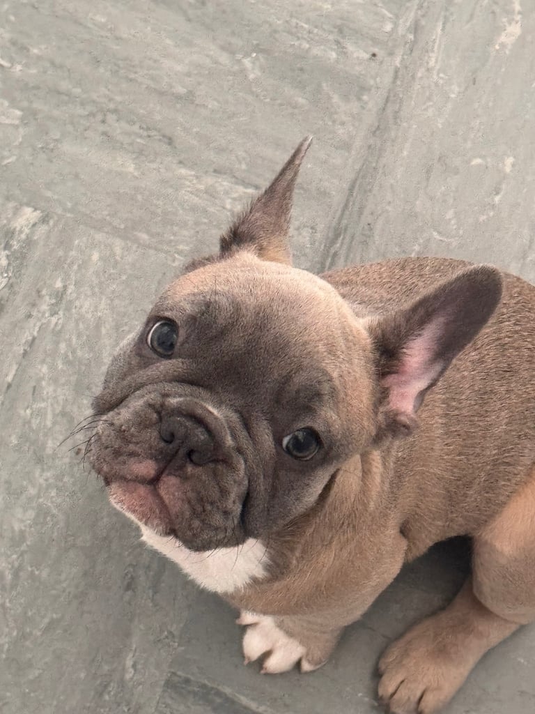 French bulldogs puppies