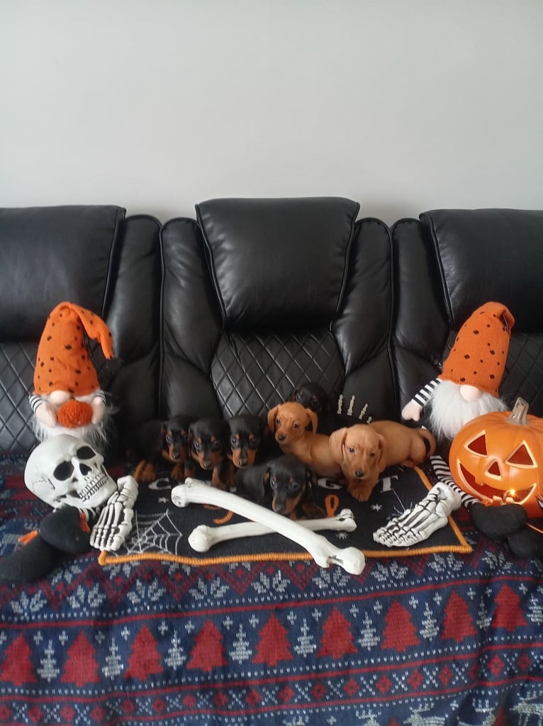 beautiful miniature dachshund puppies available now 