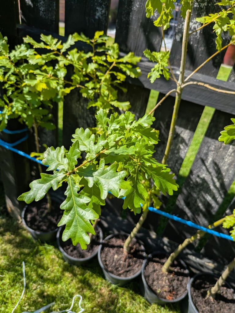 image for Oak trees , ranging from 1 m/1.5 m