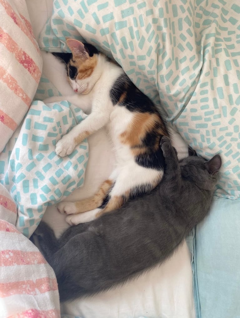 5 month old Calico girl kitten