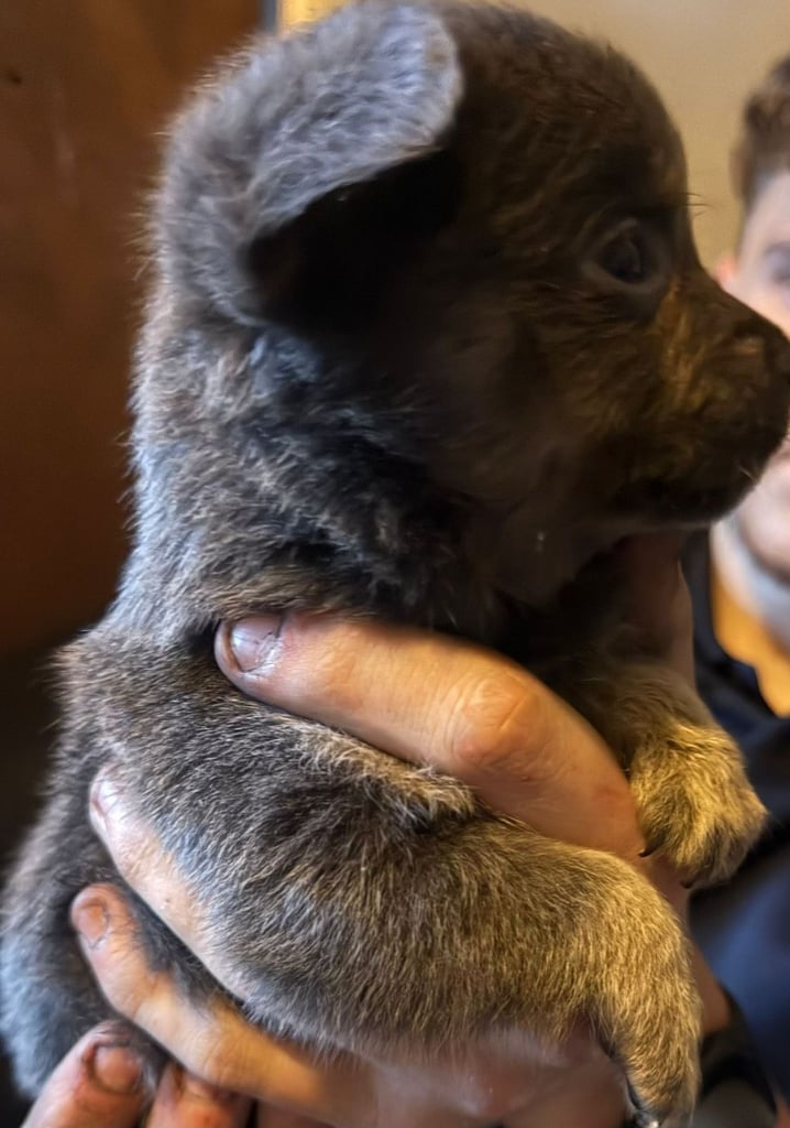 Beautiful dachshund cross pom boy left out of 9