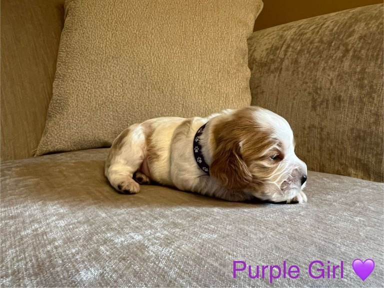 ✨ Show Cocker Spaniel Puppies For Sale ✨