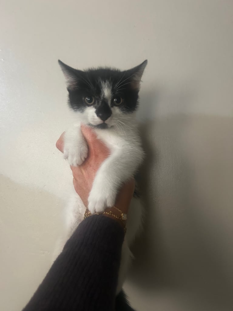 Black and white kittens 